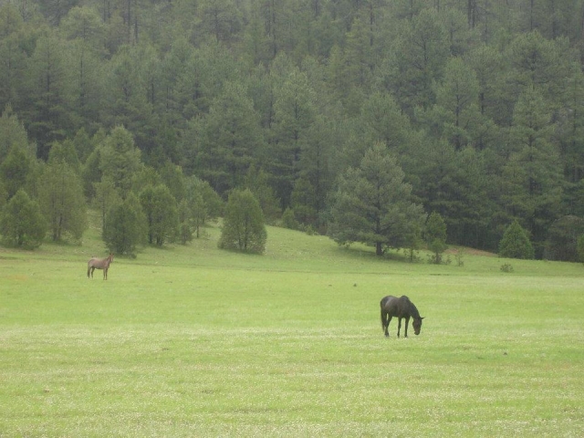Caballos para cabalgatas